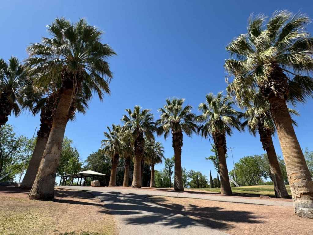 Palm trees lined in a row at Young Park.