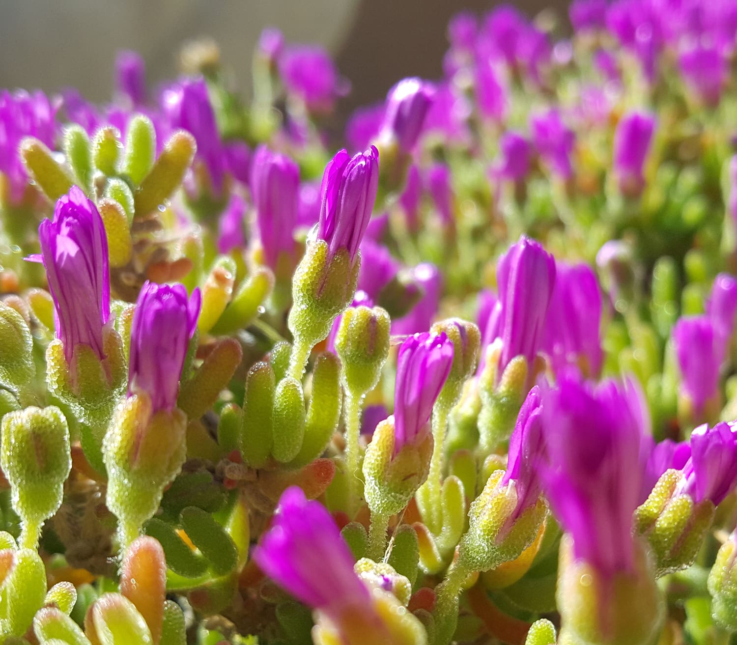 pink flower budding