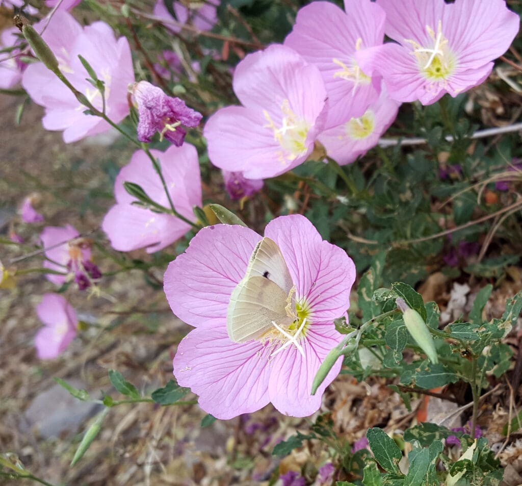 Pink flower with butterfly