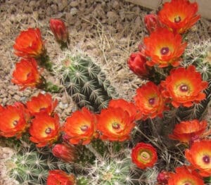 Orange Plants and cactus