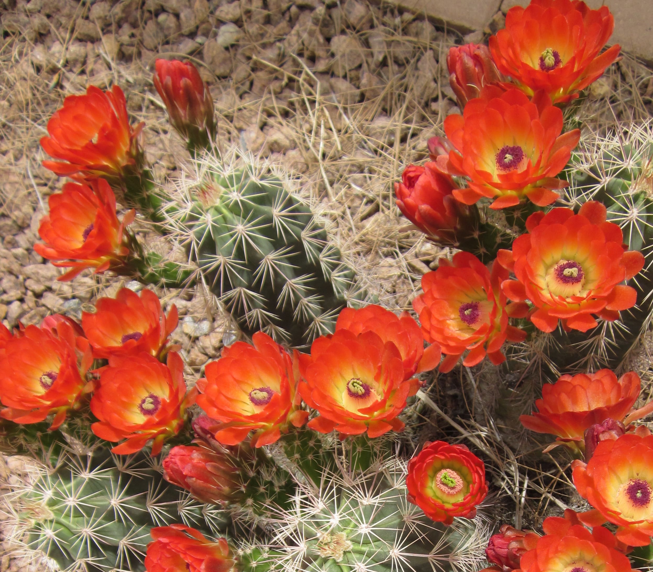 Orange Plants and cactus