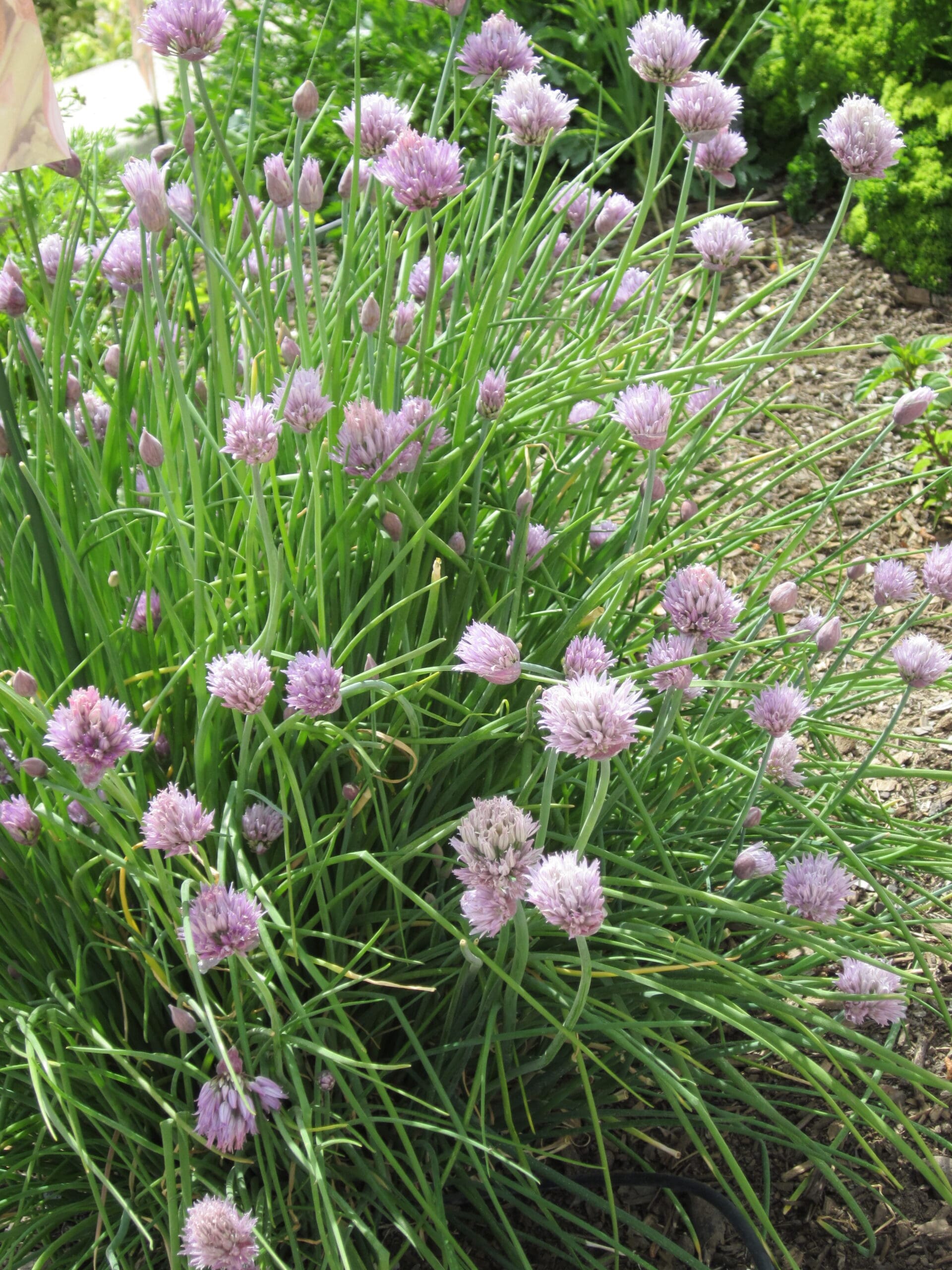 Pink flowers on green stems - Lush and Lean Presentation