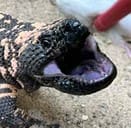 Gila monster with mouth open