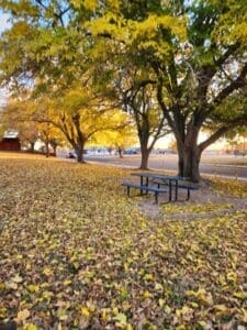 Park Bench under tree at Valley View park