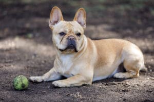 Dog With a Ball