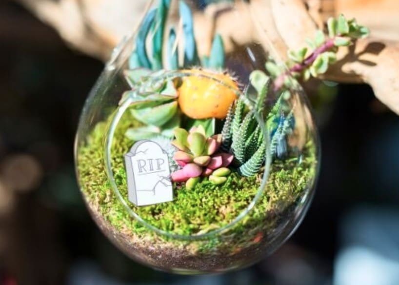 small plants in a glass jar