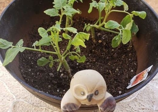 Plant in a pot.