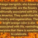A picture of orange marigolds with the text "Orange marigolds, also known as cempasúchil, are the flowers traditionally associated with Día de los Muertos. They symbolize life's brevity and regeneration. The bright orange color is also associated with life, reminding everyone that there is something to celebrate."