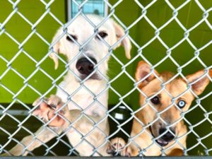 Two dogs behind a chain link fence at the animal shelter.